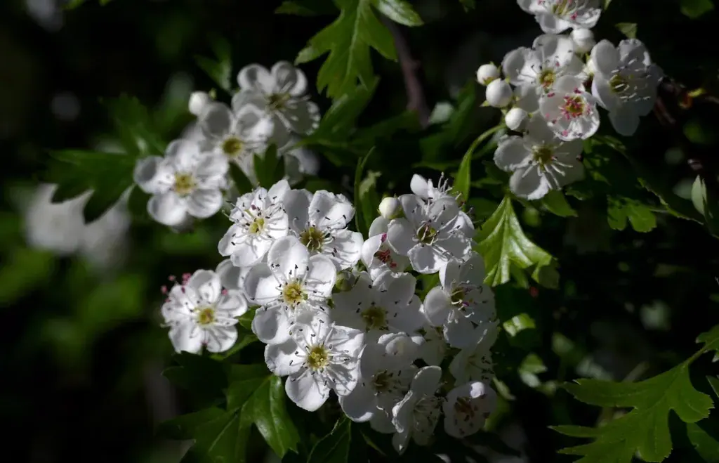 White hawthorn blossom on a branch, against a dark background